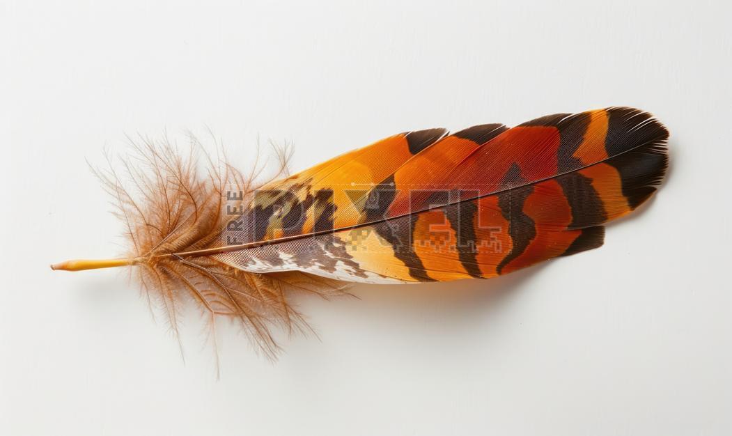 Free Photos - Multicolor Feather Isolated On White Background ...