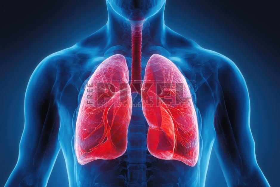 Free Photos - Glowing Human Body Showing Lungs And Respiratory System ...