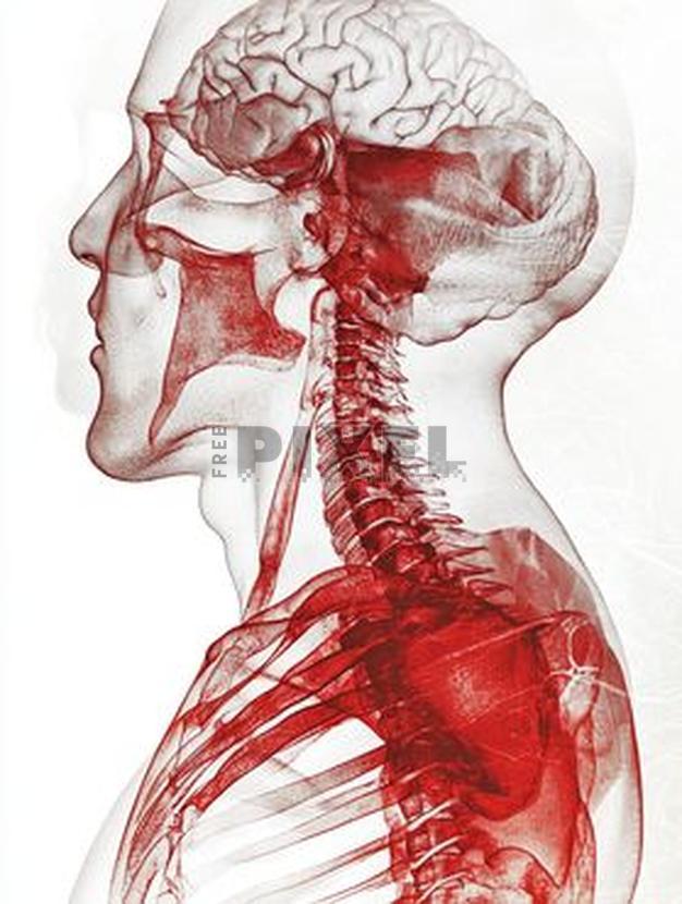 Free Photos - Transparent Red Illustration Of Human Brain, Spine, And ...