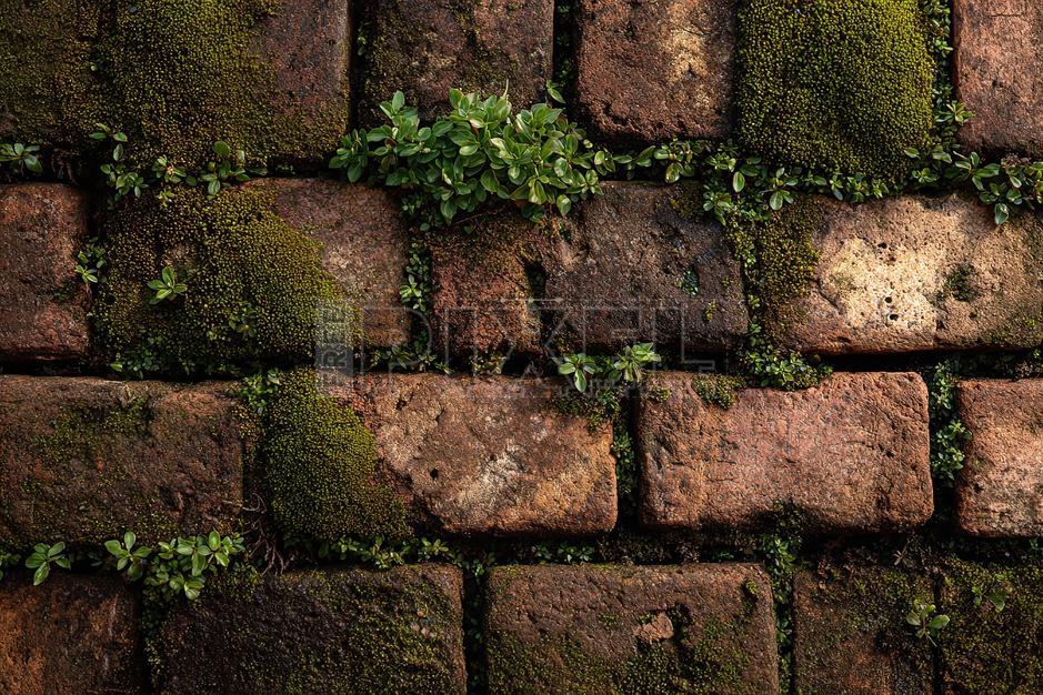 Why Does Moss Grow On Bricks