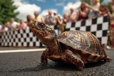 Free Photos - Turtle On A Rock. | FreePixel.com